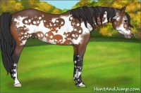 Horse Color:Bay Frame