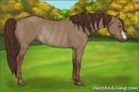 Horse Color:Liver Red Dun Rabicano 