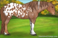 Horse Color:Chestnut Tobiano Appaloosa 