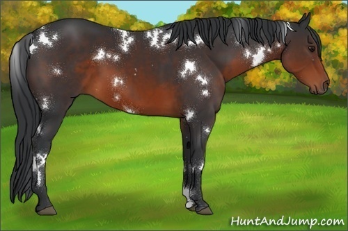 Horse Color:White Spotted Brown