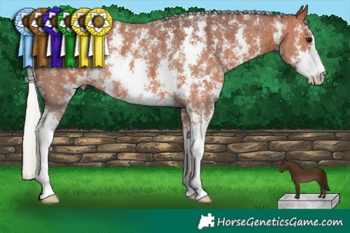 Horse Color:Silver Brown Sabino 