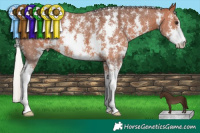 Horse Color:Silver Brown Sabino