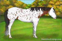 Horse Color:Bay Sabino Splash Near Leopard 