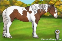 Horse Color:Silver Bay Sabino Tobiano 