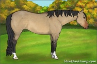 Horse Color:Brown Dun