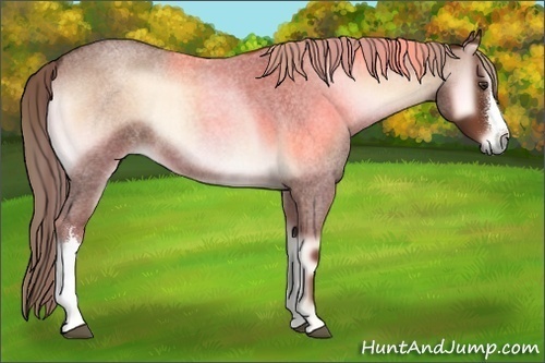 Horse Color:Red Onyx Roan