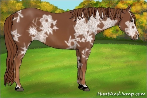 Horse Color:Chestnut Ice