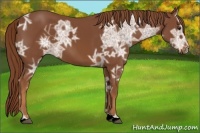 Horse Color:Chestnut Ice 
