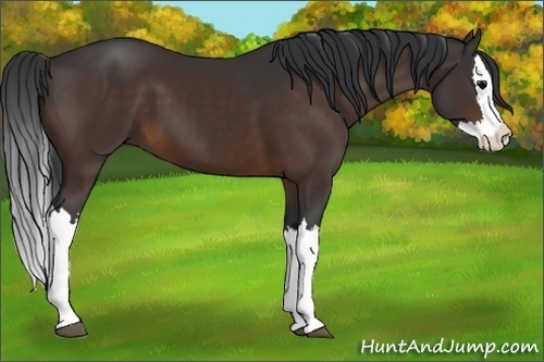 Horse Color:Brown Splash 