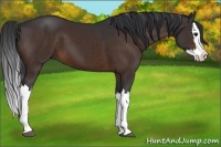 Horse Color:Brown Splash 