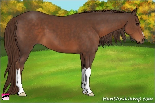Horse Color:Liver Chestnut 