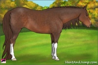 Horse Color:Liver Chestnut 