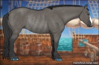 Horse Color:Grullo Rabicano 