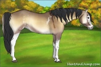 Horse Color:White Spotted Brown Onyx Rabicano 