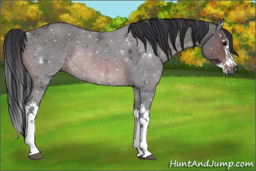 Horse Color:Brown Ice Splash Rabicano 
