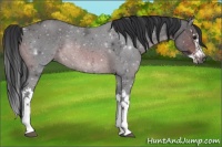 Horse Color:Brown Ice Splash Rabicano 