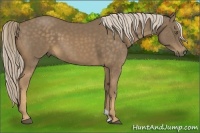 Horse Color:Chocolate Palomino 