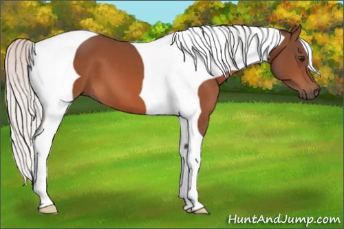 Horse Color:Silver Bay Tobiano Frame