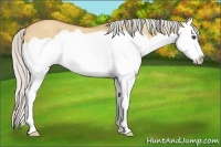 Horse Color:Silver Bay Dun Splash 