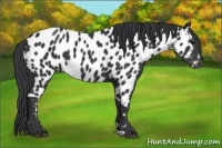Horse Color:Black Appaloosa