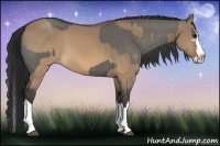 Horse Color:Grullo Sabino Splash  and Brown Dun Sabino Splash 