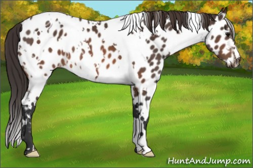 Horse Color:White Spotted Brown Appaloosa