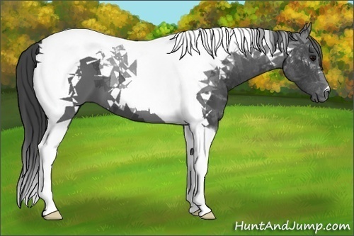 Horse Color:Black Tobiano 