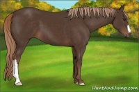 Horse Color:Liver Chestnut 