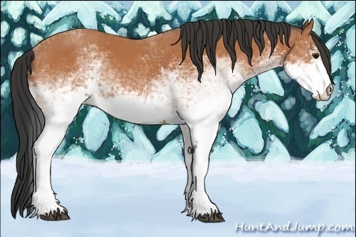 Horse Color:White Spotted Bay 