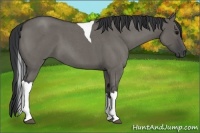 Horse Color:Grullo Roan Tobiano 
