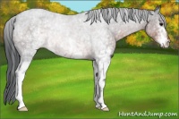 Horse Color:White Spotted Brown Rabicano 