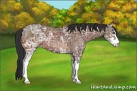 Horse Color:Bay Ice Sabino