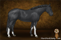 Horse Color:Black 