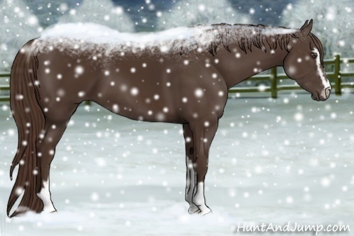 Horse Color:Liver Chestnut Sabino