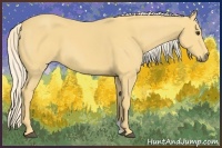 Horse Color:Palomino 