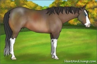 Horse Color:Buckskin Splash 