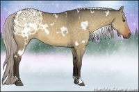 Horse Color:White Spotted Silver Brown Dun 