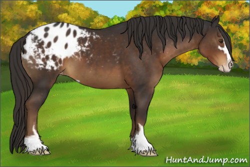 Horse Color:Liver Chestnut Sabino Appaloosa 