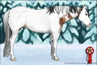 Horse Color:Brown Sabino Splash Tobiano Appaloosa Rabicano 