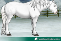 Horse Color:White Spotted Silver Black Blanket