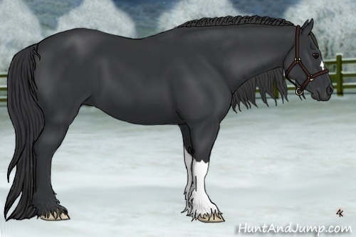 Horse Color:Black 
