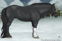 Horse Color:Black 