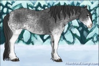 Horse Color:White Spotted Blue Roan Rabicano and White Spotted Blue Roan Splash Rabicano