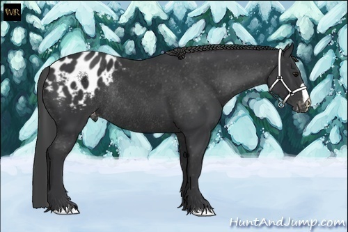 Horse Color:Black Appaloosa Rabicano 