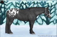 Horse Color:Black Appaloosa Rabicano 
