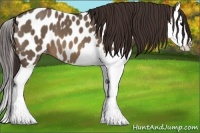 Horse Color:Brown Dun Splash Appaloosa