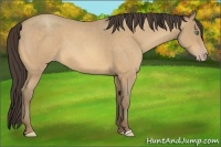 Horse Color:Amber Cream Champagne Roan