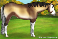 Horse Color:Gray Bay Onyx Sabino Splash 