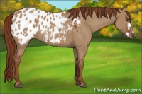 Horse Color:Red Dun Frame Appaloosa 
