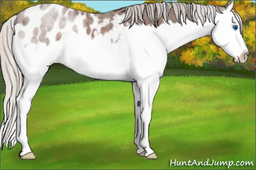 Horse Color:Silver Brown Roan Splash Appaloosa